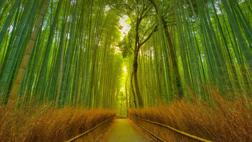 Arashiyama Bamboo Grove