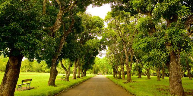 Botanical Gardens of Pamplemousses