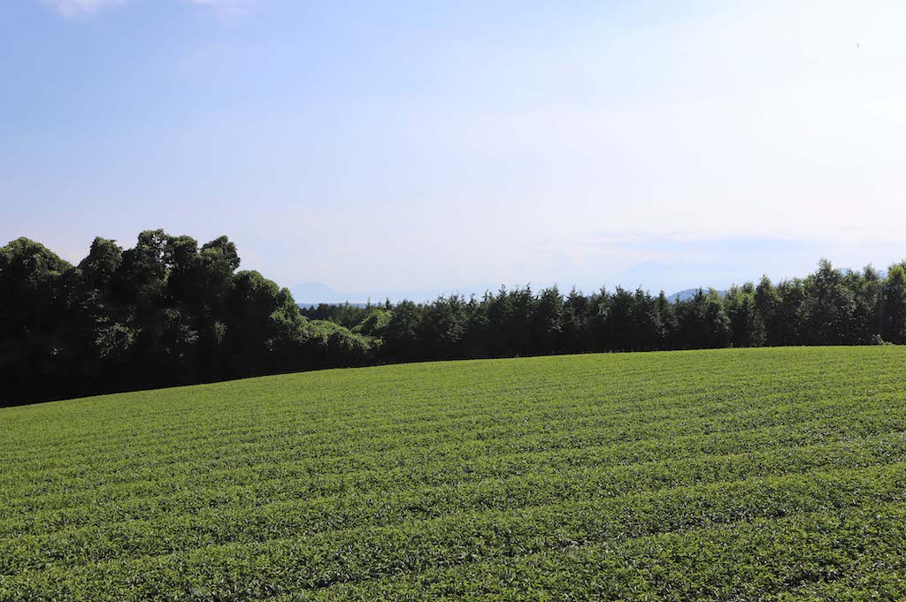 Tea Tasting in Oita